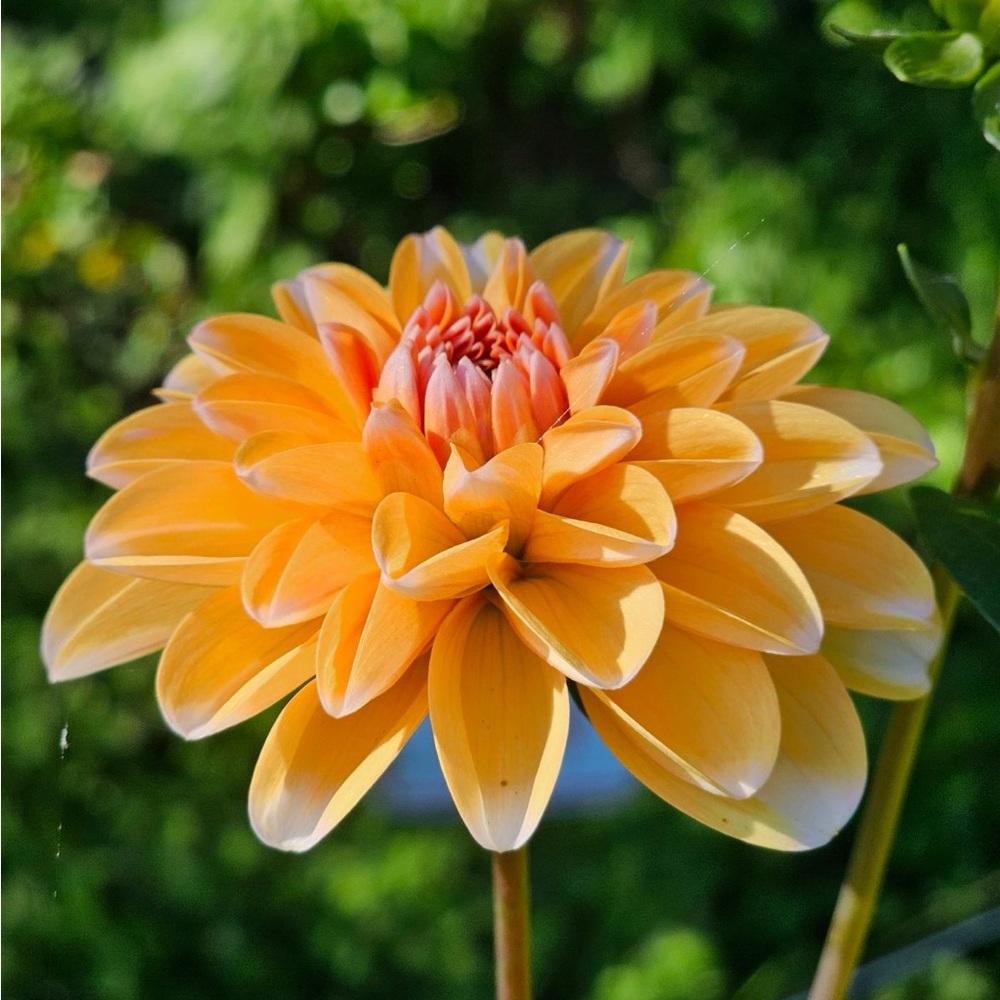 RobAnn Cremesicle Dahlia Tuber